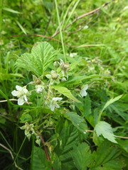 Rubus × idaeoides