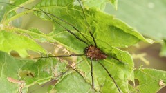 Leiobunum calcar