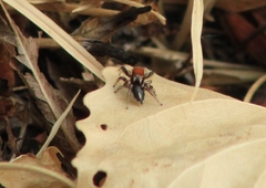 Habronattus forticulus
