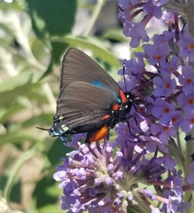 Atlides halesus