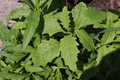 Dysphania ambrosioides