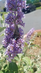 Atlides halesus