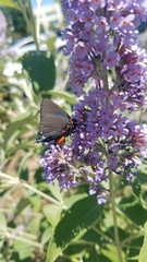 Atlides halesus