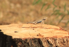 Sceloporus edbelli