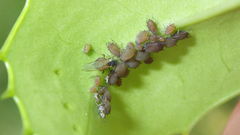 Aphis ilicis