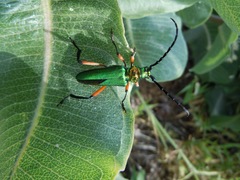 Plinthocoelium suaveolens