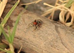 Habronattus forticulus