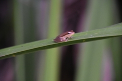 Litoria bicolor