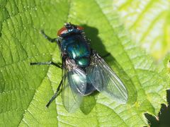 Neomyia viridescens