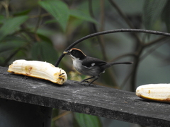 Atlapetes leucopterus