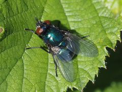 Neomyia viridescens