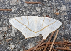 Brachurapteryx breviaria