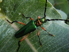 Plinthocoelium suaveolens