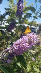 Hylephila phyleus