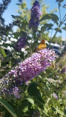 Hylephila phyleus