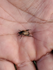 Strigoderma sulcipennis