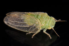 Rhinocola aceris