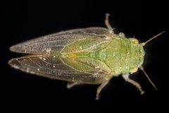 Rhinocola aceris