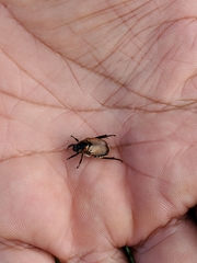 Strigoderma sulcipennis