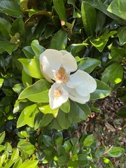 Magnolia grandiflora
