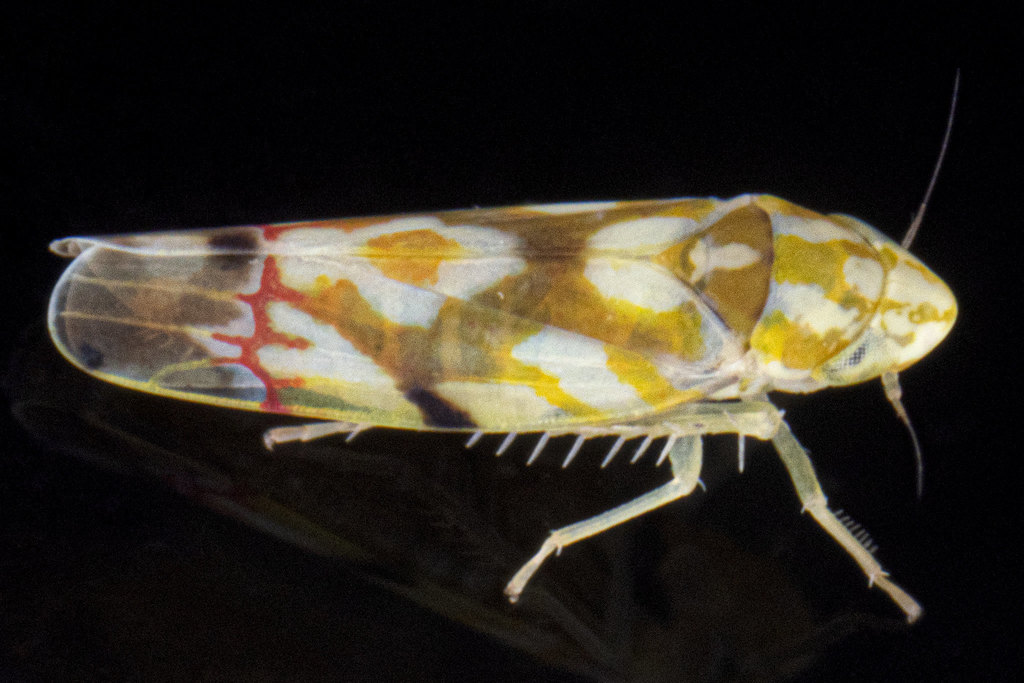 Vine Leafhopper