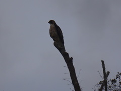 Rupornis magnirostris