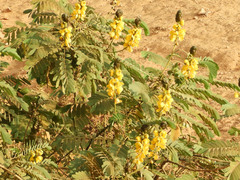 Senna didymobotrya image