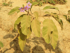 Solanum incanum