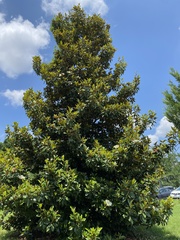 Magnolia grandiflora