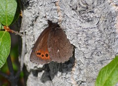 Erebia mancinus