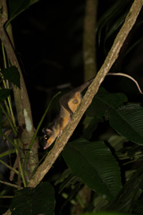 Philander opossum