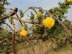 Vachellia hockii
