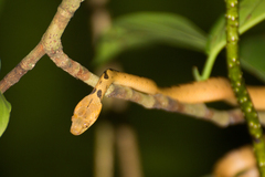 Leptodeira polysticta