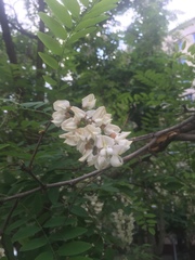 Robinia pseudoacacia