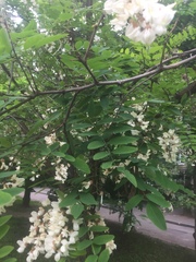 Robinia pseudoacacia
