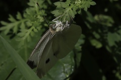 Pieris rapae