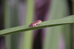 Litoria bicolor