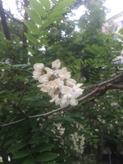 Robinia pseudoacacia