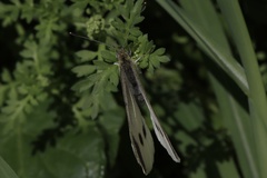Pieris rapae