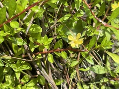 Ludwigia brevipes