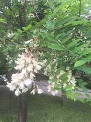 Robinia pseudoacacia
