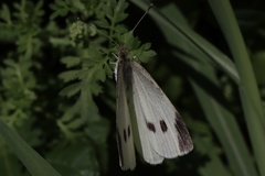 Pieris rapae