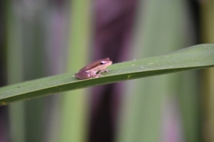 Litoria bicolor