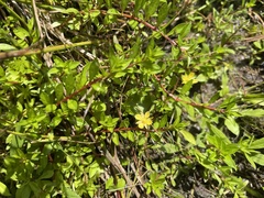 Ludwigia brevipes