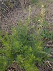 Baccharis coridifolia