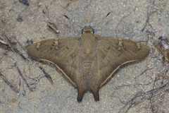 Ectomis octomaculata