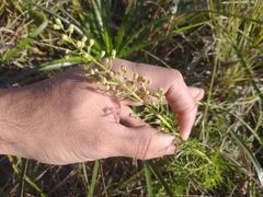 Baccharis coridifolia
