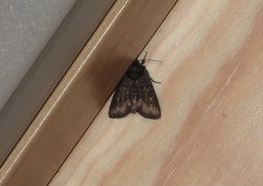 Oligia strigilis