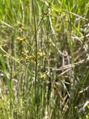 Juncus coriaceus