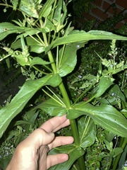 Veronica anagallis-aquatica